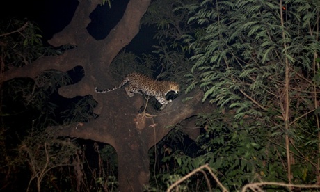 Young female leopard called Bindu, seen in the Goregaon East district of the city.