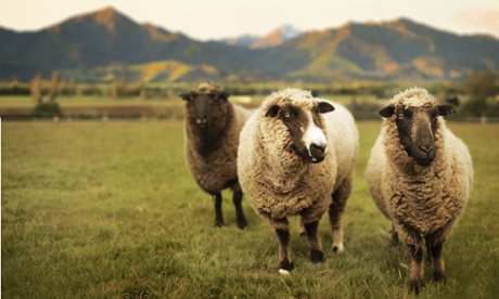 Sheep in New Zealand