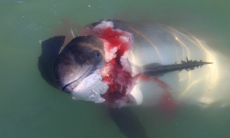 wj_strietman@hotmail.com 02 HP at sea off Texel jan 2009_th Killer grey seals, Britain's largest carnivorous mammal, has been blamed for a spate of mysterious mutilations of harbour porpoises in the North Sea. Here is one of them seen at sea off Texel in January 2009.