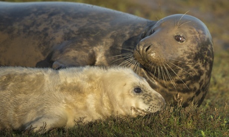 We don't want any trouble, so here's a picture of a seal pup