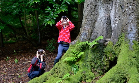 Young boy and girl birdwatching in woodland, Norfolk.