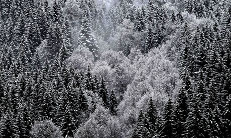 snowy trees