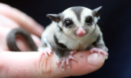 Sugar glider 