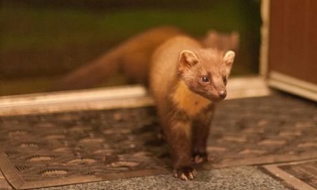 Pine marten on a doorstep ,Ardnamurchan strontian Scotland