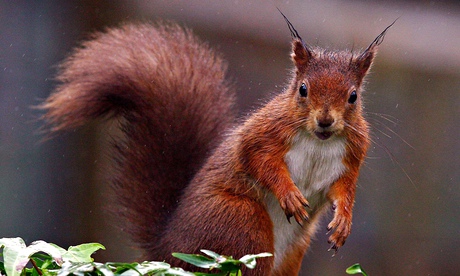 Red squirrel