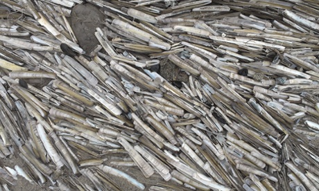 European razor clam shells.