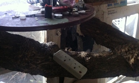 Illegally converted house in Clapham with tree growing through it