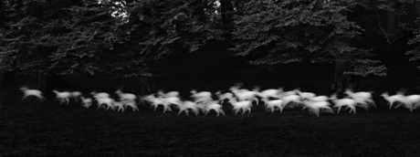 Running White Deer by Paul Caponigro.