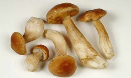Porcini or pore mushrooms.