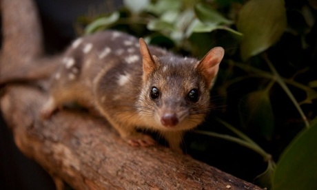 quoll