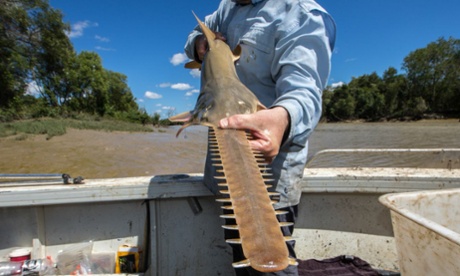A researcher holds up a sawfish in Kakadu national park.