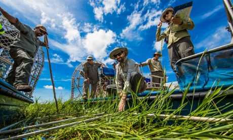 floodplain weeds in Kakadu national park