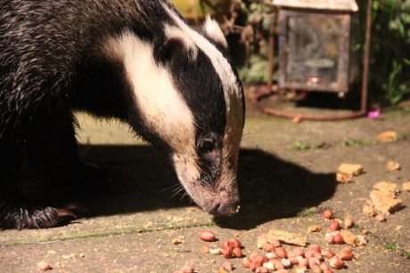 Badger in the garden only feet away
