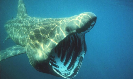 Basking shark 