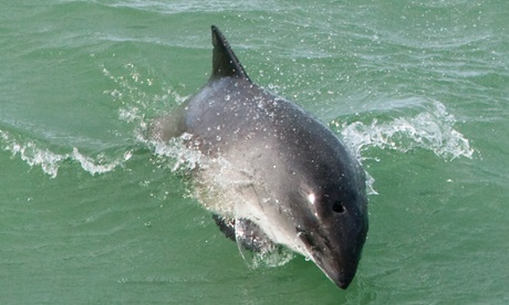 Harbour porpoise 