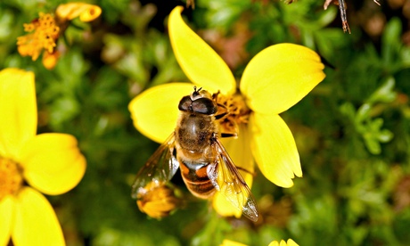 bees on yellow flower