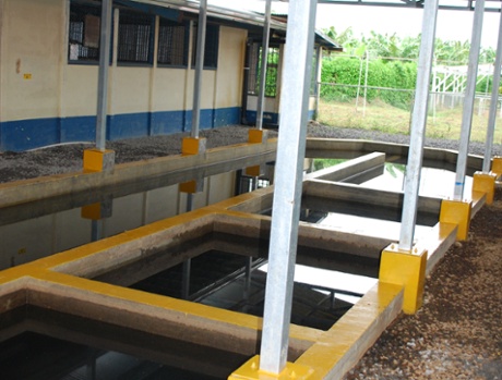 banana processing Chiquita