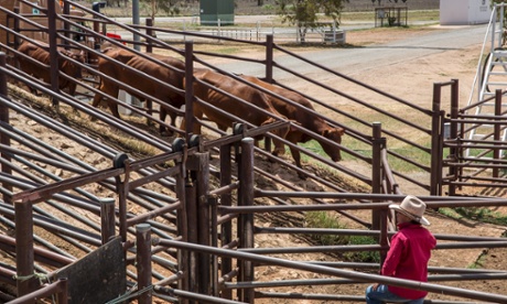 cattle farming Northern Territory