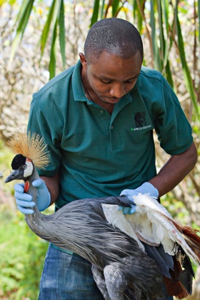 Olivier Nsengimana tags a grey-crowned crane in Kigali.