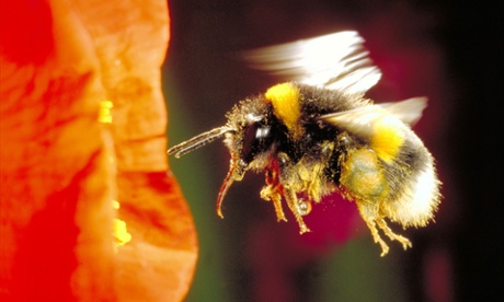 A buff tailed bumble bee approaching blossom
