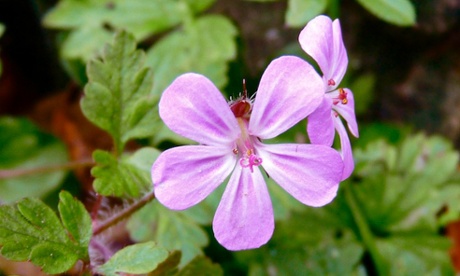 A herb robert amongst weeds on Wenlock Edge