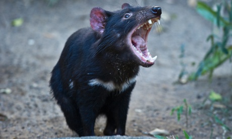 tasmanian devil