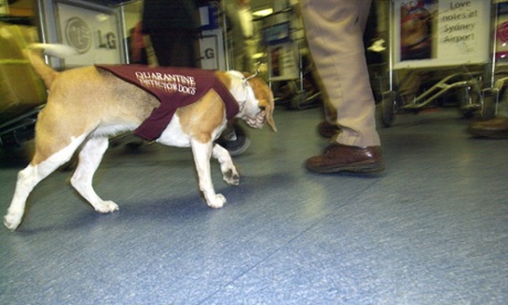 quarantine dogs Sydney airport