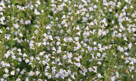 Pot luck: move plants like calamintha out of pots and into free-draining soil.