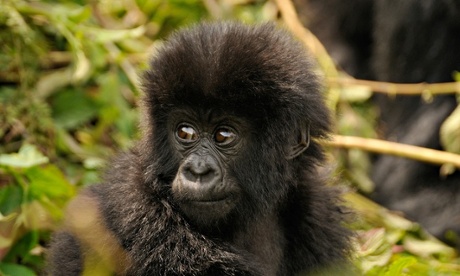 Baby Mountain Gorilla