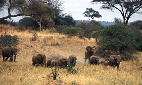 Chinese demand is stipping Tanzania of its elephants : herd in in Tarangire National Park