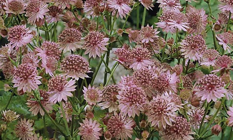 What to do this week: Astrantia Roma