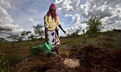 Watering a seedling in Kenya