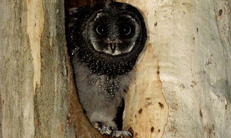 Sooty owl chick