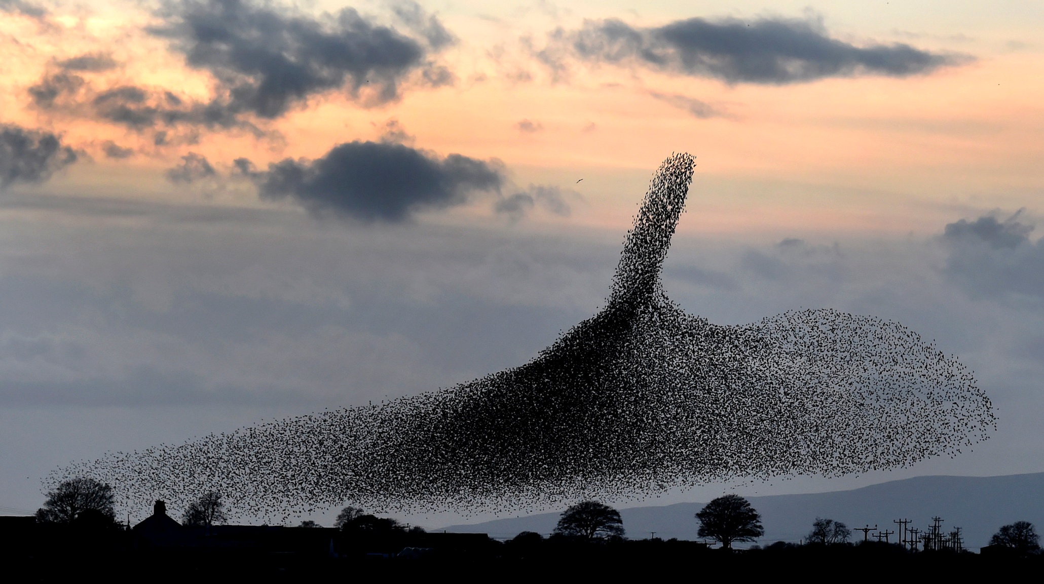 Starling murmurations in pictures Environment The Guardian