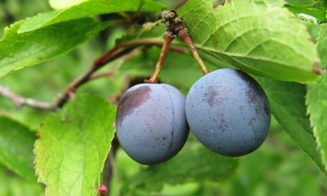 sloes