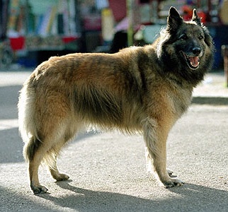 wellard eastenders dog stars