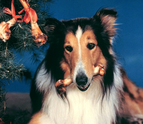 lassie dog stars