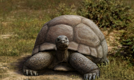 The Titanochelon, a new genus of giant tortoise that lived in Europe and western Asia between 20m and 2m years ago. Illustration: Mauricio Antón