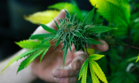 A fully budded marijuana plant ready for trimming is seen at the Botanacare marijuana store in Northglenn, Colorado.