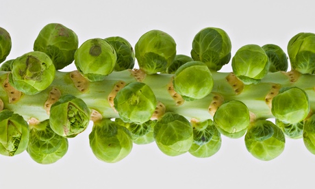 Brussels sprouts on the stalk