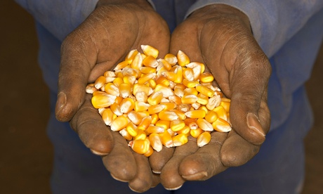 African hands hold corn 
