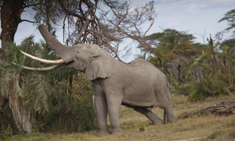Tim, one of the world’s largest tuskers, seen injured in Amboseli National Park in November 2014.