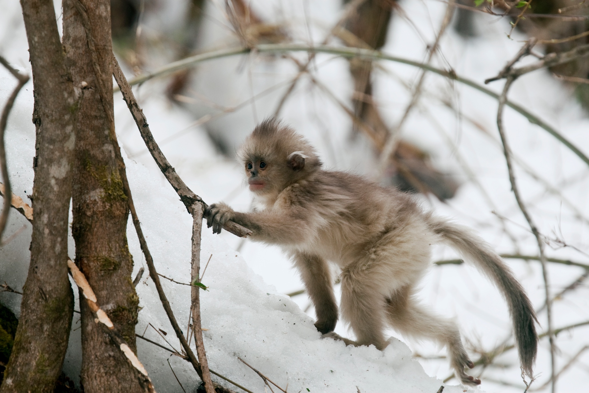 Snow babies – cutest animals in the snow – in pictures | Children's