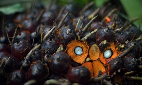 Oil palm