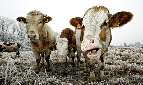 bull archers month in ambridge