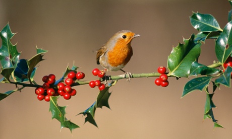 A robin feeding on holly berries 
