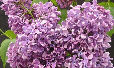 Syringa '40th Anniversary Of The Communist Youth League'