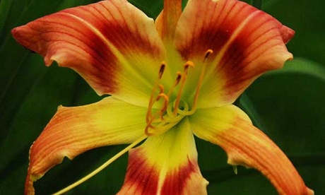 Hemerocallis 'Spoons For Escargots'