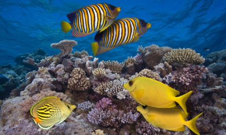 Two regal angelfish (Pygoplites diacanthus), two coral rabbitfish (Siganus corallinus), and a dot & dash butterflyfish (Chaetodon pelewensis) swimming over coral in the Great Barrier Reef.