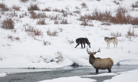 Wolves in Yellowstone national park